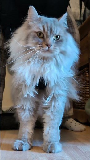 How to put a harness on a cat?