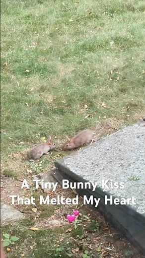 Cutest Two Baby Bunnies’ Adventure??? ❤️ #bunny #cute #rabbit #adorable