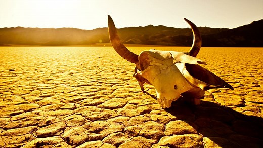Cow skull over a dry and cracked desert floor - Free Stock Video