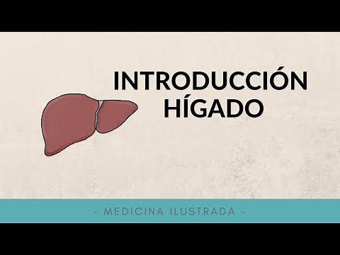 Anatomía del Hígado