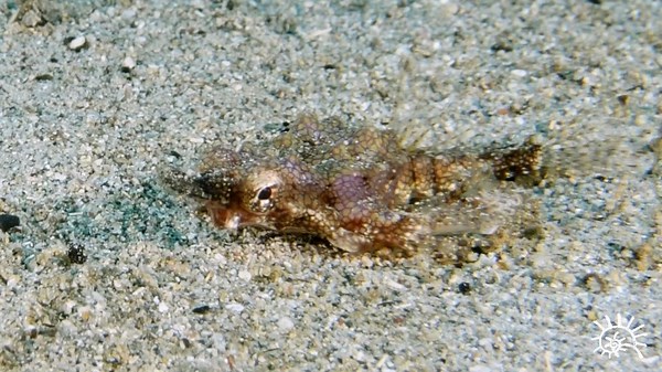 1.1K views · 46 reactions | Pegasus Seamoths make up a family of fishes, the Pegasidae. Named after the greek mythology winged horse Pegasus, probably because of its wing-like pectoral fins that allow them to "walk" across the sea bottom. We can find these beautiful critters in several sandy dives off the coast of Sulawesi. #siladenresort #pegasus #seamoth #UWPhotography #uwmacrophotography #bunaken #critterdiving #muckdiving | Siladen Resort & Spa | Facebook