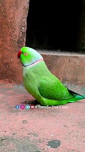 Parrot Calling Mummy 😲😳 #reels #parrot #mummy #talkingparrot #fbreels #viral #trending | Chandu Dot Com