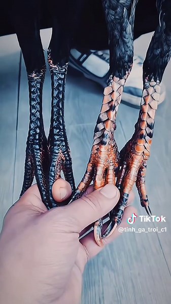 Tình gà chọi c1 trên TikTok