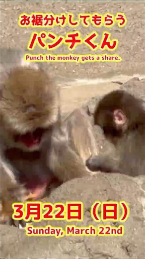 パンチくん【2026年3月22日撮影】お裾分けしてもらうパンチくん #がんばれパンチ #punch #HangInTherePunch #市川市動植物園【Punch the monkey】N07