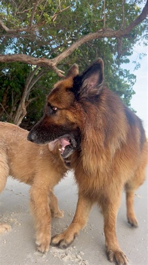 22K views · 1.1K reactions | #Puppy #funny #fblifestyle | apollo_germanshepherd | Facebook