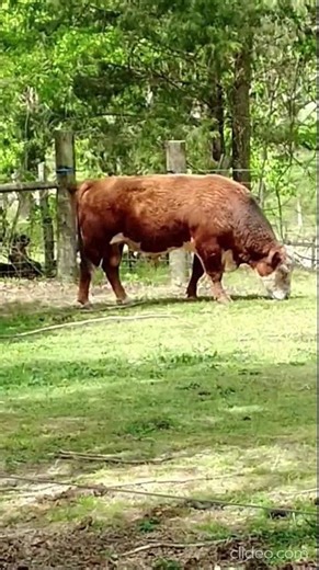 Large Bull in a pasture "Big John" grazing. Middle Tennessee USA 🎶