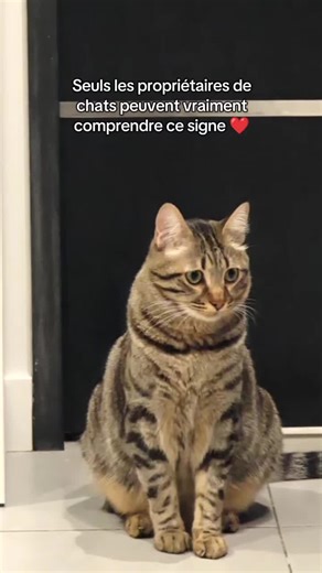 Je t'aime aussi, mon chat ! ❤️