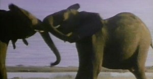 Aggression, Violence, and the Brain - Annenberg Learner