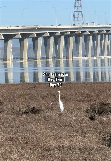 Day 70 of walking the entire San Francisco Bay Trail! Today was absolutely epic, starting with a beautiful stroll through Ravenswood Reserve in Don Edwards Wildlife Sanctuary followed by a terrifying walk across the Dumbarton Bridge. Definitely one to remember!