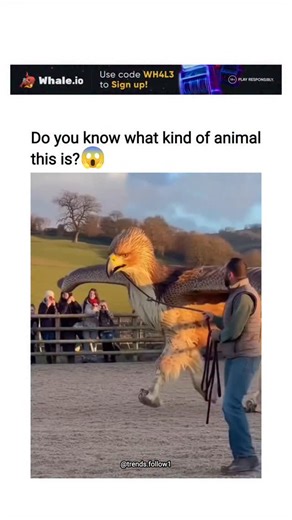 Viral Trending content on Instagram: "The post shares a 15-second AI-generated video depicting a mythical griffin—a creature with an eagle's head and wings fused to a horse's body—being led on a leash through a grassy field by a handler, accompanied by training commands like "Halt! Hold there." Viewer replies overwhelmingly dismiss it as fabricated, with quips such as "Great North American AI Bird" or "Chimera," highlighting growing public awareness of deepfake technology in viral animal content
