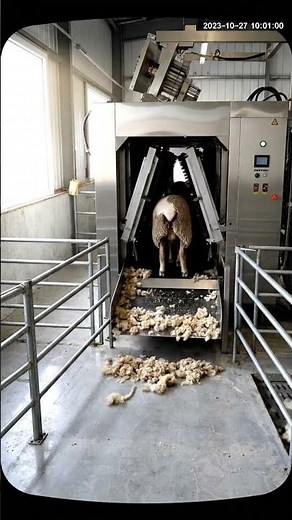 Inside an Automatic Sheep Shearing Machine – Satisfying Farm Process (CCTV Footage) #sheepshearing