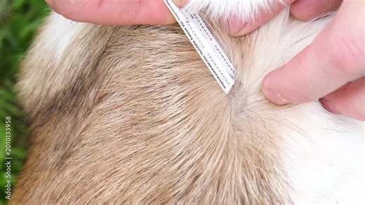 The owner applies flea and tick drops to the withers of a dog in the backyard. Animal care concept.