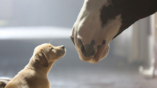 Super Bowl's Top Five Ads With Animals