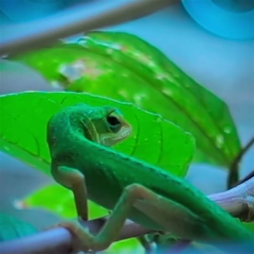 leapin' lizards! Tiny #anole looking for #lunch #atx
