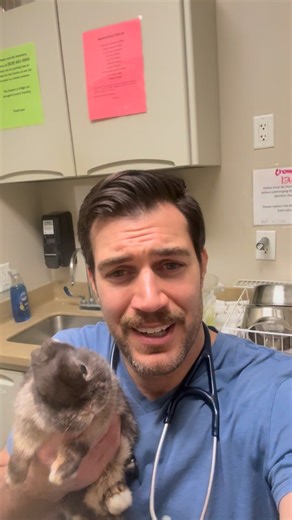 Netherland Dwarf Buns are undeniably cute their entire lives🐰‼️ @conejovet | Dr. Evan Antin