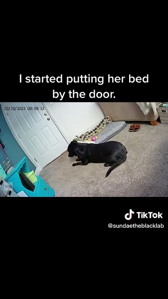 Bc watching her lay in front of the door was too heartbreaking! It’s the little things 🥹❤️