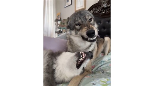 Dogs and wolves show love by nibbling each other's faces