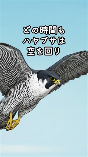 ハヤブサの物語｜広い空の見張り役 #野鳥 #雑学 #鳥 #動物 #自然