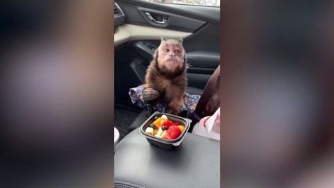 Curious Monkey Playing with a Smartphone