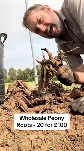 54K views · 597 reactions | 20 Sarah Bernhardt peony tubers dug to order and delivered anywhere within the Uk please state in gift messages if you would like different varieties - I have 4 available Sarah Bernhardt Mons Jules Elie Festiva Maxima Rosea Plena | Petite Peonys | Facebook