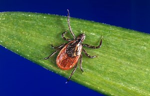 Is DEET a safe insect repellent? »  Emerging Pathogens Institute » University of Florida