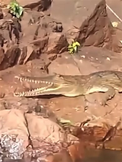 Pt3 Animal facts... #axolotls, a species of salamander, always look like they are smiling. They are neotenic, which means they never lose their larval features, even when they reach maturity. Mexican walking fish can regrow the same limb up to 5 times, and even regenerate parts of its brain.... #lostnfound6969 #wildlife #wendy #animals