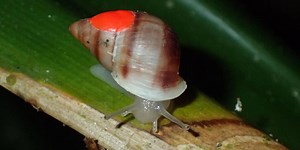 'Extinct' tropical snails reintroduced to Tahiti, Moorea in French Polynesia