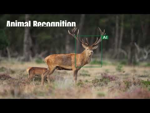 Voopeak TC27 2.5K 4G 360 ° Cellular Solar live feed Trail Camera #voopeak #trailcamera #wildlife