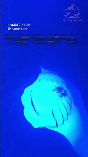 Manta Ray Night Snorkel In Hawaii. Touched By A Manta!