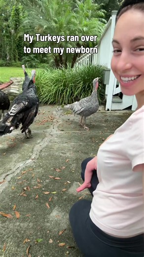 🦃 The turkeys don’t usually come to the front of the house—they normally stay out back with the rest of the sanctuary animals. But when they saw me walking toward the house with Bloom, they ran over to get a closer look. Turkeys are such curious, incredible animals! 🥹🤍 #animalsanctuary #newborn