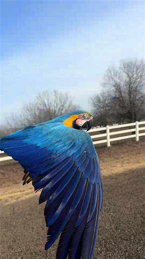 Colorful Flock of Parrots in the Sky