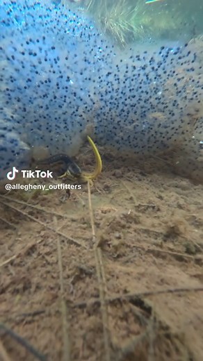 Eastern Newt Mating Behavior Explored in Spring