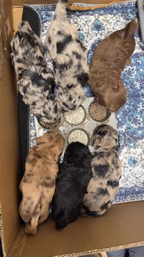 Huber's mini labradoodles on Reels | Facebook