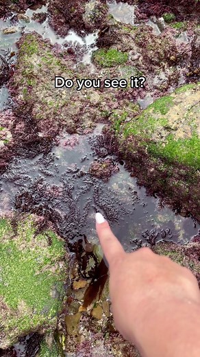 I walked by this hidden treasure of an abalone sea shell about five times before I spotted it! #hiddentreasure #tidepool #seashell #shelling #california #abalone #californiahiddengems