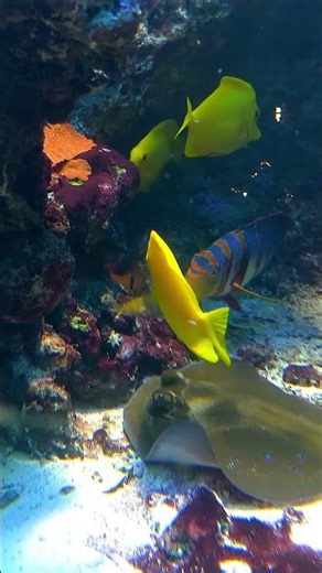 Colorful 4K Fish That Will Instantly Relax You