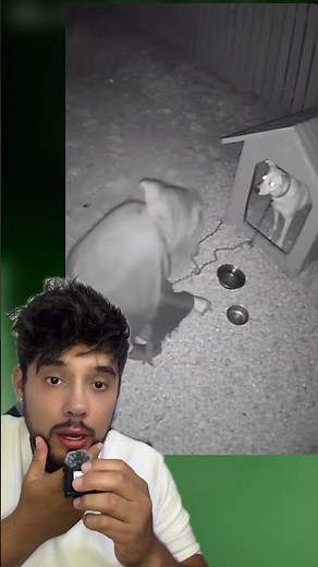 Witch eats an animal #horrorandmystery #terrifying #humor