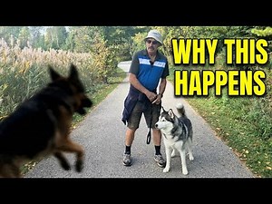 Why Dogs Fight on Walks (It’s Not What You Think)