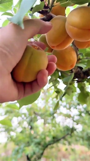 picking ripe apricots from a leafy tree branch during harvest season in a sunny outdoor orchard now