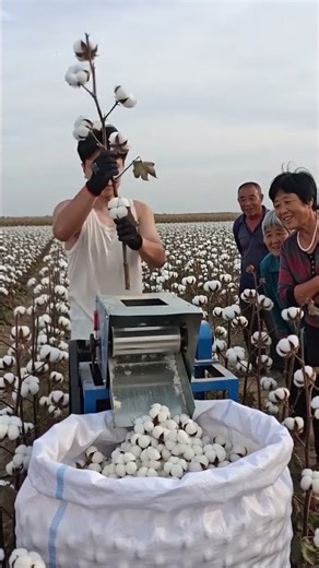 Harvesting Cotton Bolls with Portable Cotton Picker Machine #shorts