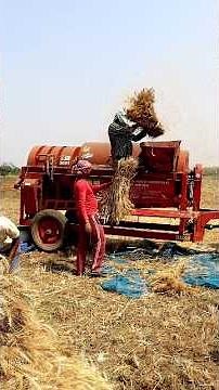 Wheat Threshing by Multi Crop Thresher (MCT) #shorts