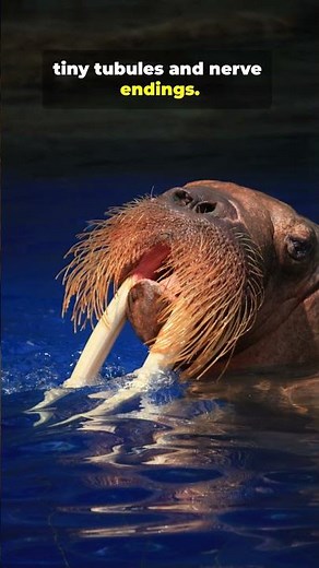 This ‘Horn’ Can Feel the Ice?!