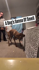 Do you know how powerful your dog's sense of smell is? #scentdetection #dogtraining | Darwin's Dog Training School