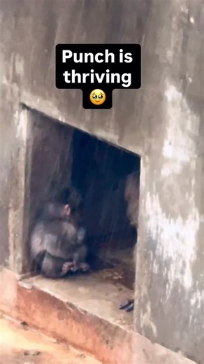 I’m locked in for all the Punch updates 🥹 A video posted yesterday shared an update on how Punch is doing. [🎥: @pozpebble ] | Complex