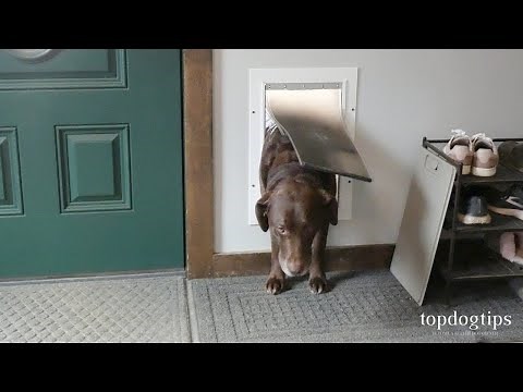 How To Teach A Dog To Use A Dog Door