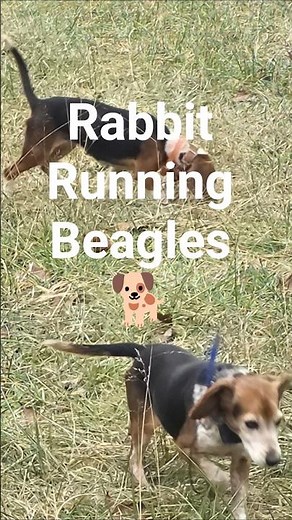 Rabbit Running Beagles – Quick Action 🐕 #puppy #howtotrackarabbit #hunting #beagledog