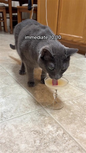 Tiny Glass for Kitty Cocktails: Cat Treat Review 10/10