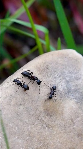 How To Fly Fish with Grasshoppers, Ants, & Beetles — Terrestrials 101