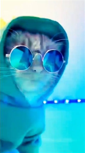 cat funny dance#cat lover🤩❤️ytshort video😂