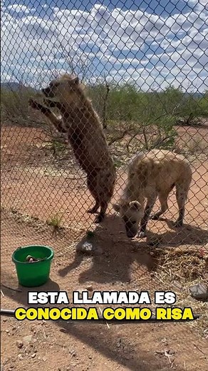 DID YOU KNOW THE LAUGHTER OF HYENAS? #shorts