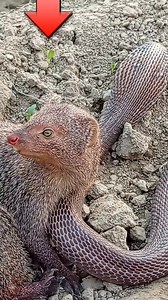 mangouste vs cobra. #reelschallenge #reelsvideoシ #fypシ゚ | Sauvage empire